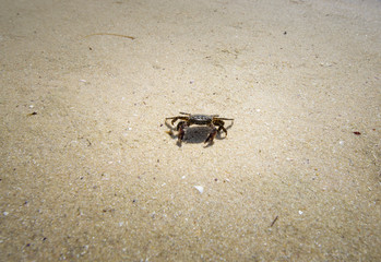 crab in the sand