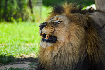 A cute big young brown lion relaxing in a game reserve in South Africa