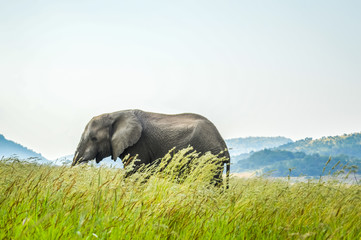 An isolated young musth elephant grazing in tall grass in a game reserve in Africa