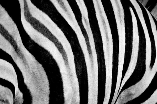 Zebra print design and seamless pattern in black and white and colors