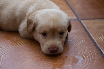 Filhote Labrador Retriever