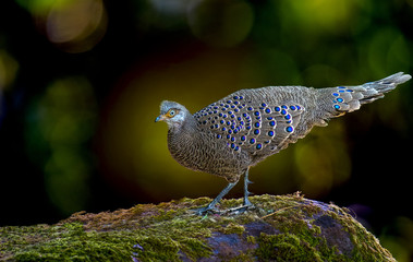 Grey Peacock-Pheasant,Burmese Peacock-Pheasant male in nature at Chong Yen, Kamphaeng Phet...