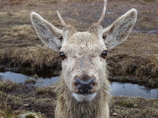 portrait of a deer