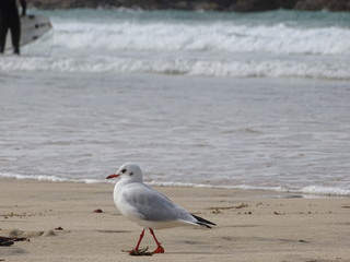 joven gaviota
