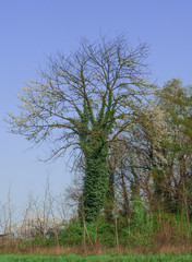 Obraz premium flowery tree trunk covered with ivy