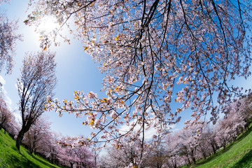 満開のサクラと春の青空