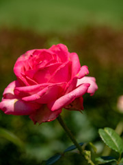 beautiful rose flower in the rose garden in Japan