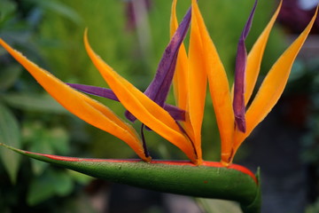 bird of paradise flower