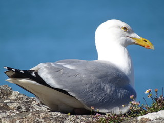 seagull on beach