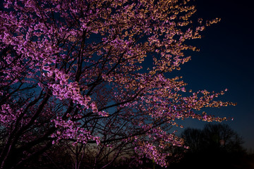 ライトアップされた夜のサクラ