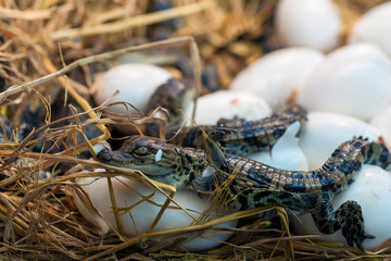 New born Crocodile baby incubation hatching eggs or science name Crocodylus Porosus lying on the...