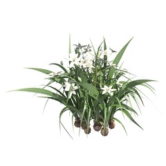 Plants 3d illustration isolated on the white background