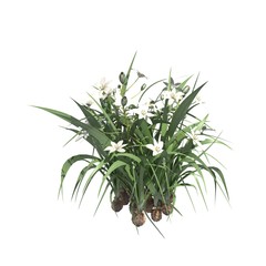 Plants 3d illustration isolated on the white background