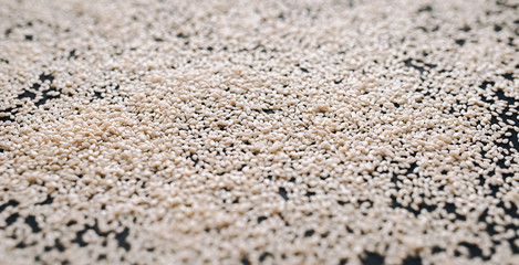 Scattered white sesame seeds background. Close up, copy space.