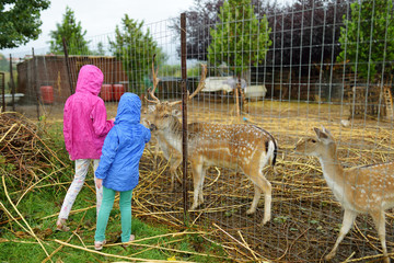 Two young sisters feeding wild deers at a zoo on rainy summer day. Children watching reindeers on a farm.