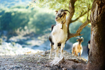 Herd of goats grazing by the road in Peloponnese, Greece. Domestic goats, highly prized for their meat and milk production production. - obrazy, fototapety, plakaty