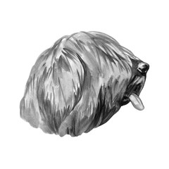 Briard dog breed isolated on white background watercolor art illustration. Herding dog, originally from France, dog head portrait, clipart realistic design puppy hand drawn print, Berger de Brie