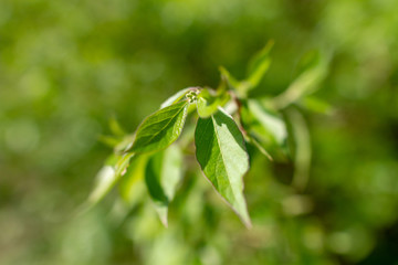 green leaf