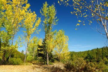 Scenic autumn view fall forest on sunny autumn day in Zagori region, Northern Greece.