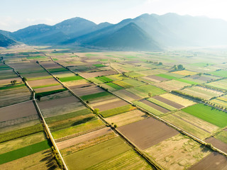 Abstract geometric shapes of agricultural parcels of different crops in green and yellow colors....