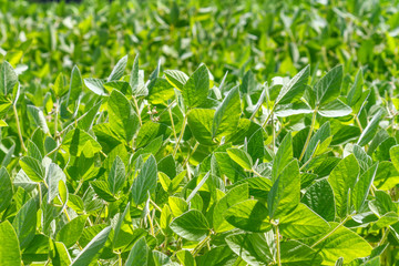 Rural landscape - field the soybean (Glycine max) in the rays summer sun, closeup