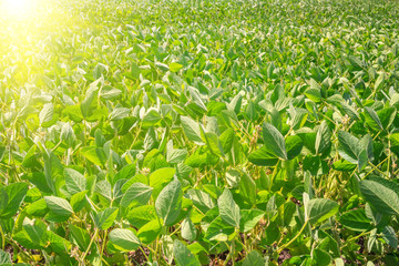 Rural landscape - field the soybean (Glycine max) in the rays summer sun, closeup