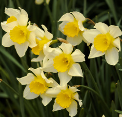 Daffodils Bloom in Spring
