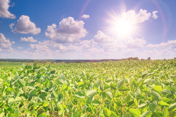 Rural landscape - field the soybean (Glycine max) in the rays summer sun under sky with clouds