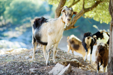 Obraz premium Herd of goats grazing by the road in Peloponnese, Greece. Domestic goats, highly prized for their meat and milk production production.