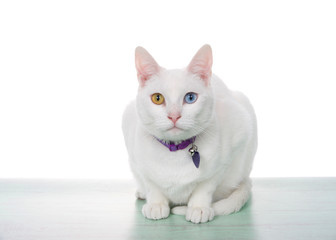 Portrait of a white cat with heterochromia, odd eyes, crouching on a light green surface looking directly at viewer, isolated on white. Wearing ID collar.