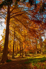 秋・紅葉する針葉樹