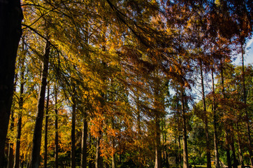 色づく秋の風景