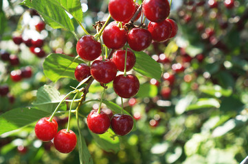 ......ripe cherry berries