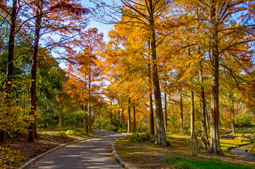 Fototapeta na wymiar 秋の遊歩道と紅葉する針葉樹
