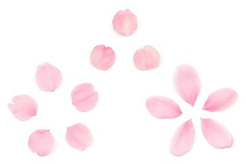 桜 花びら 春 白背景