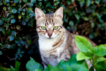 Naklejka na ściany i meble cat with bright green eyes