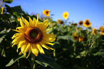 Sunflowers Vertical