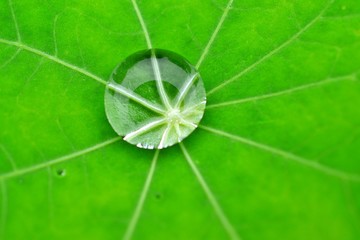 雫が落ちた葉っぱ