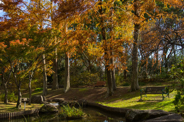 Naklejka premium 秋・水辺のベンチと紅葉する針葉樹