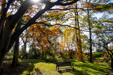 木漏れ日とベンチのある秋の風景