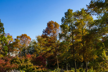 色づく秋の風景