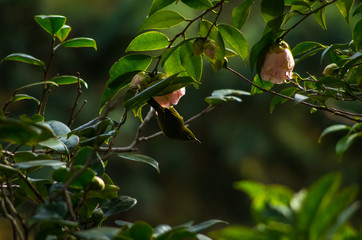 ツバキの木の枝にとまるメジロ