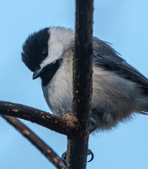 Black Caped Chickadee