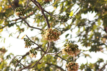 Bombax Blossoming on the tree