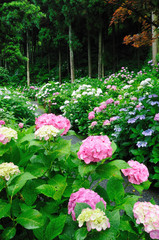 あじさいと森