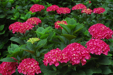 赤いあじさいの花