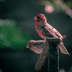 A small red bird perched on a wrought iron fence with a green background