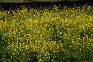 Obraz premium The rape blossoms blooming along the river are in full bloom.