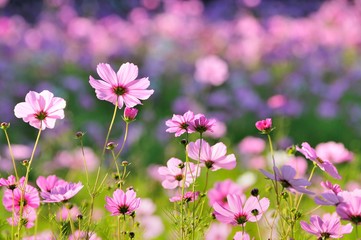 コスモスの花畑