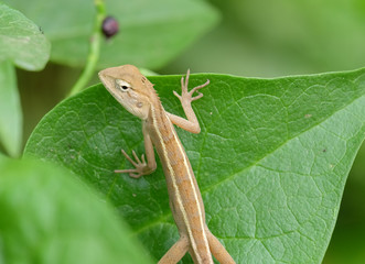 lizard on a leaf